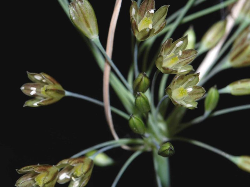 Allium orestis-Kastanodasos Kosma (Πηγή: Μονάδα Διαχείρισης Προστατευόμενων Περιοχών Νότιας Πελοποννήσου)