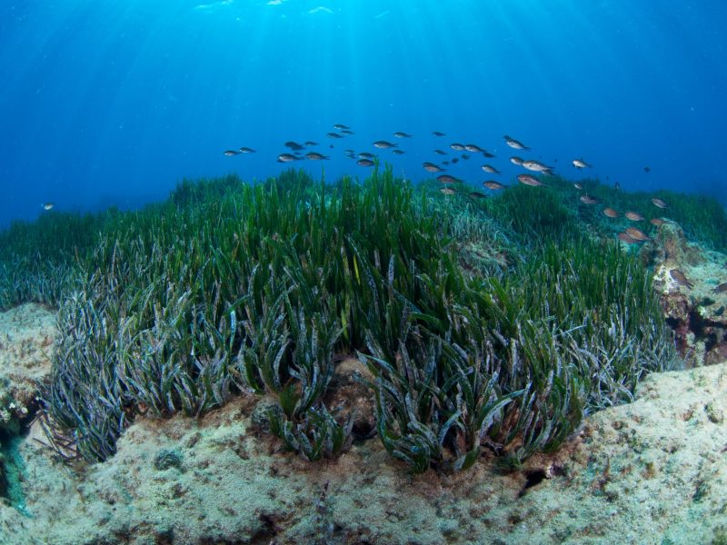 Sea Area of Posidonia (Credit: Management Unit of the Southeastern Aegean Protected Areas)