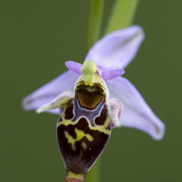 Ophrys scolopax subsp. cornuta (Credit: Kostas Vidakis)