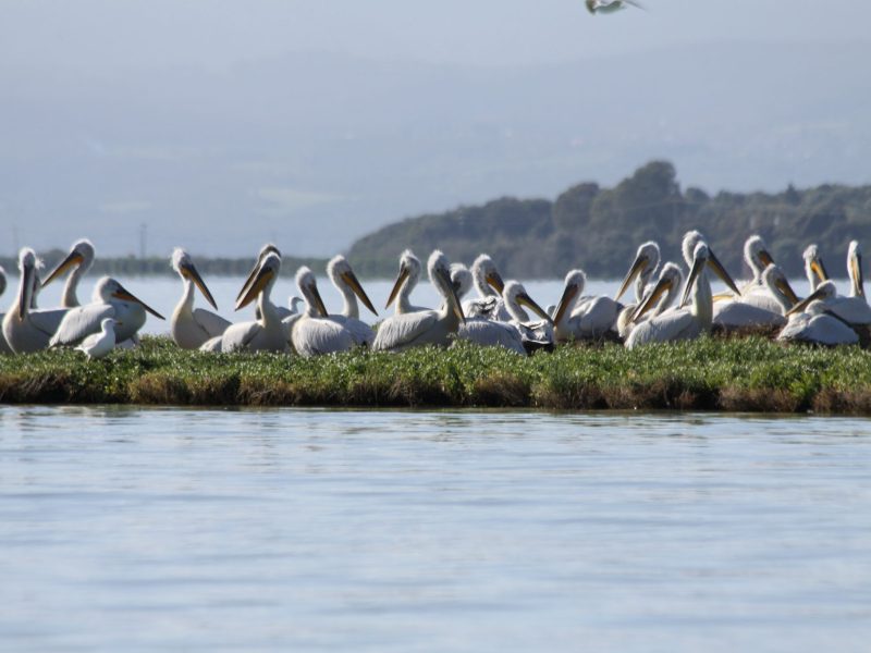 Dalmatian pelican (Credit: Management Unit of Acheloos Valley and Amvrakikos Gulf Protected Areas)