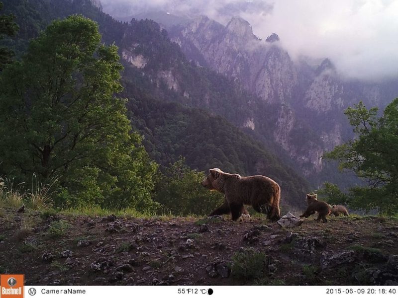 Bear (Credit: Management Unit of Northern Pindos National Park)