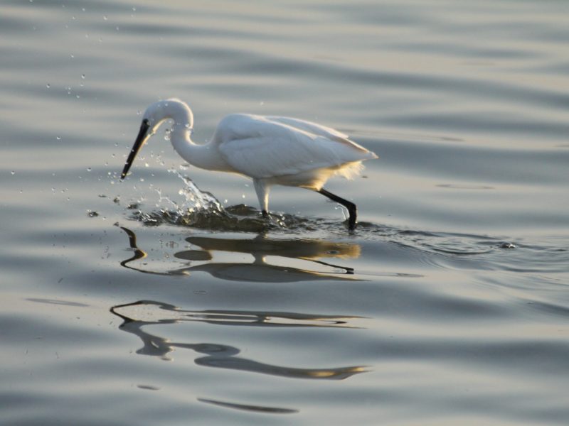 Little egret (Credit: Management Unit of Acheloos Valley and Amvrakikos Gulf Protected Areas)