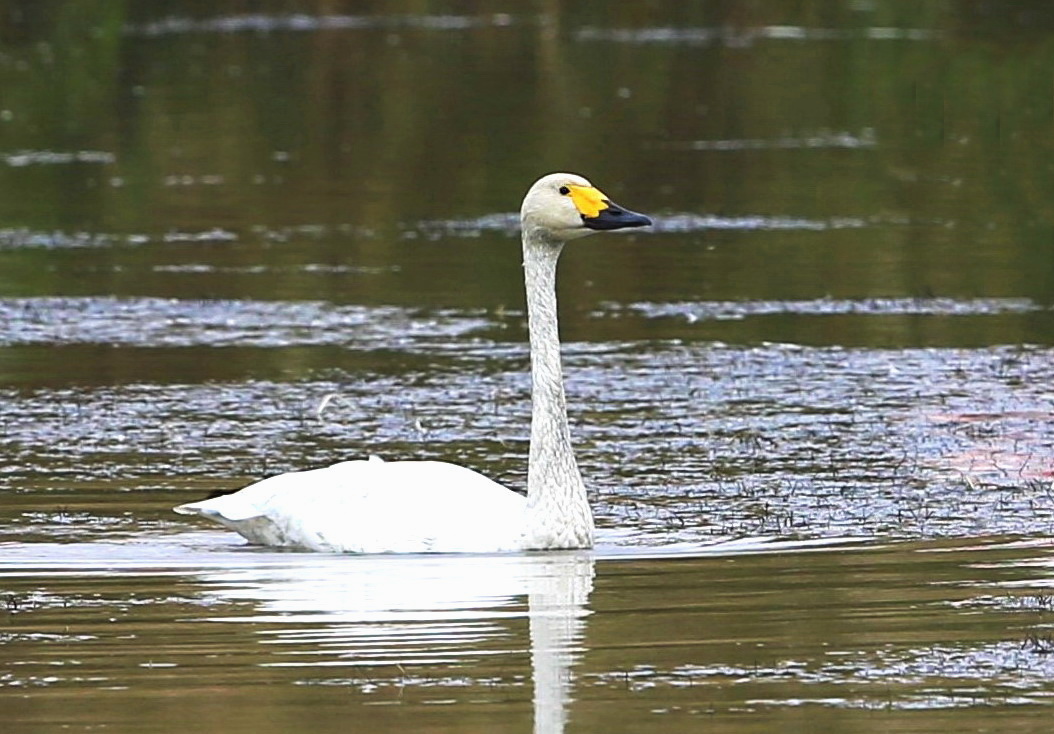 νανόκυκνοι Έβρος_2
