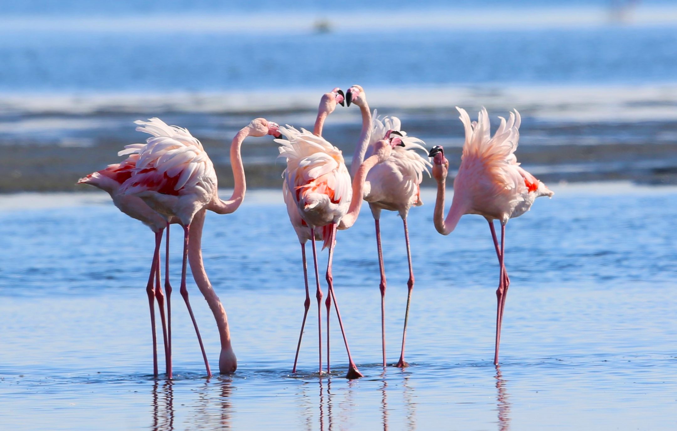 Φοινικόπτερα στο Δέλτα Έβρου