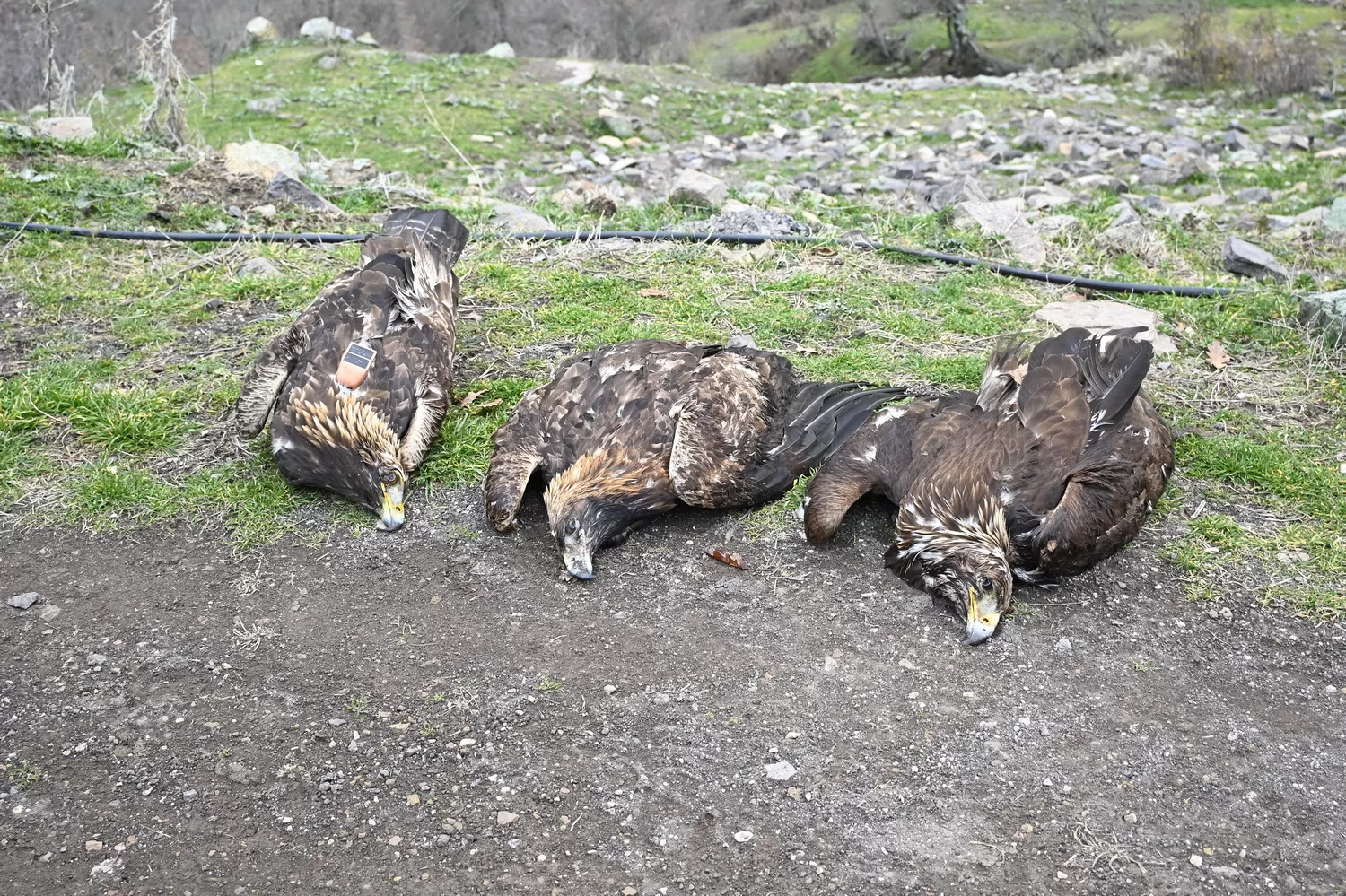 3 νεκροί χρυσαετοί_Λαυρέντης Σιδηρόπουλος