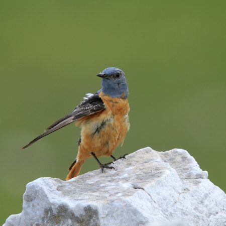 Πυρροκότσυφας © Κώστας Βιδάκης