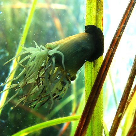 Paranemonia vouliagmeniensis © Χρυσάνθη Αντωνιάδου