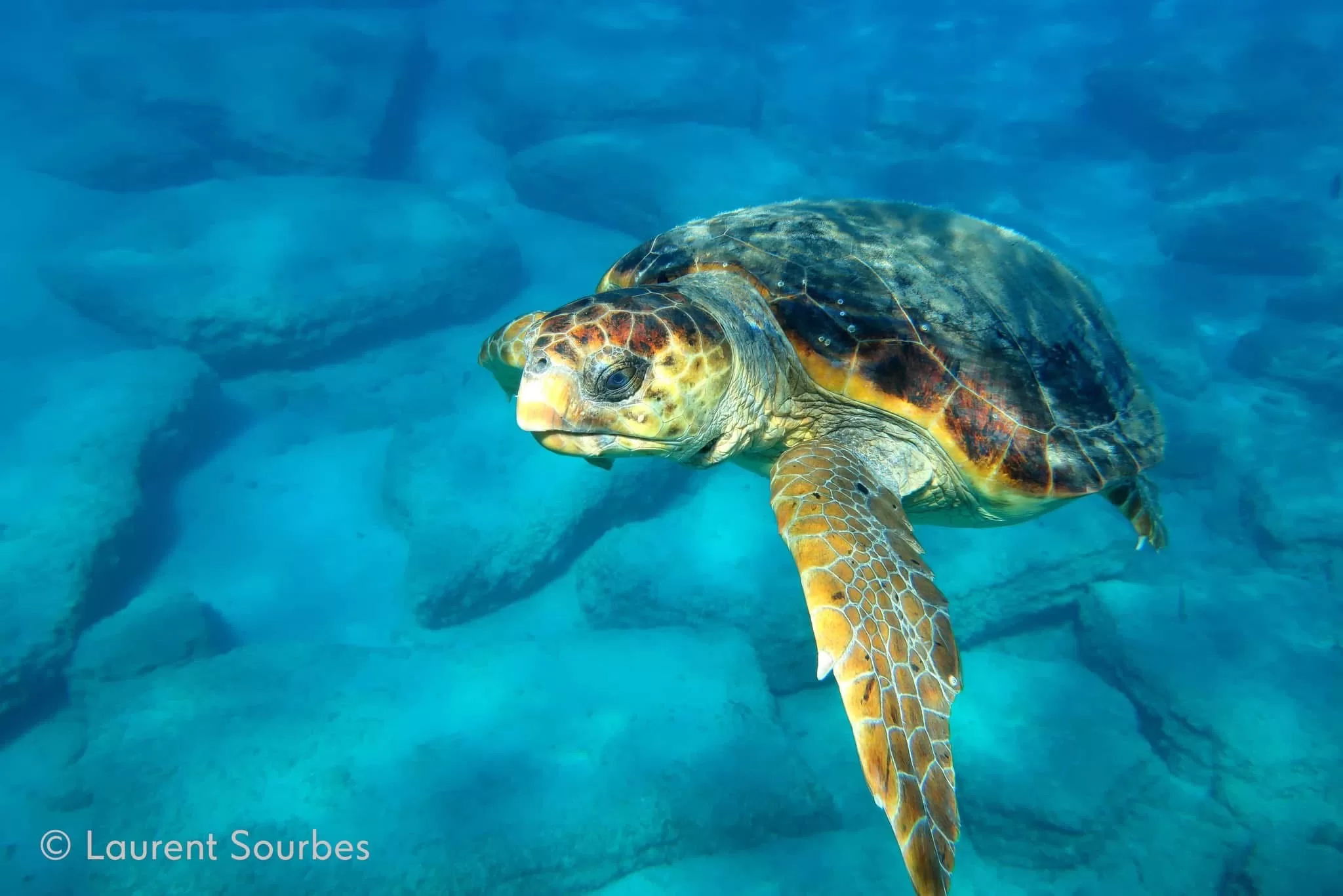 6. Caretta caretta -Laurent Sourbes