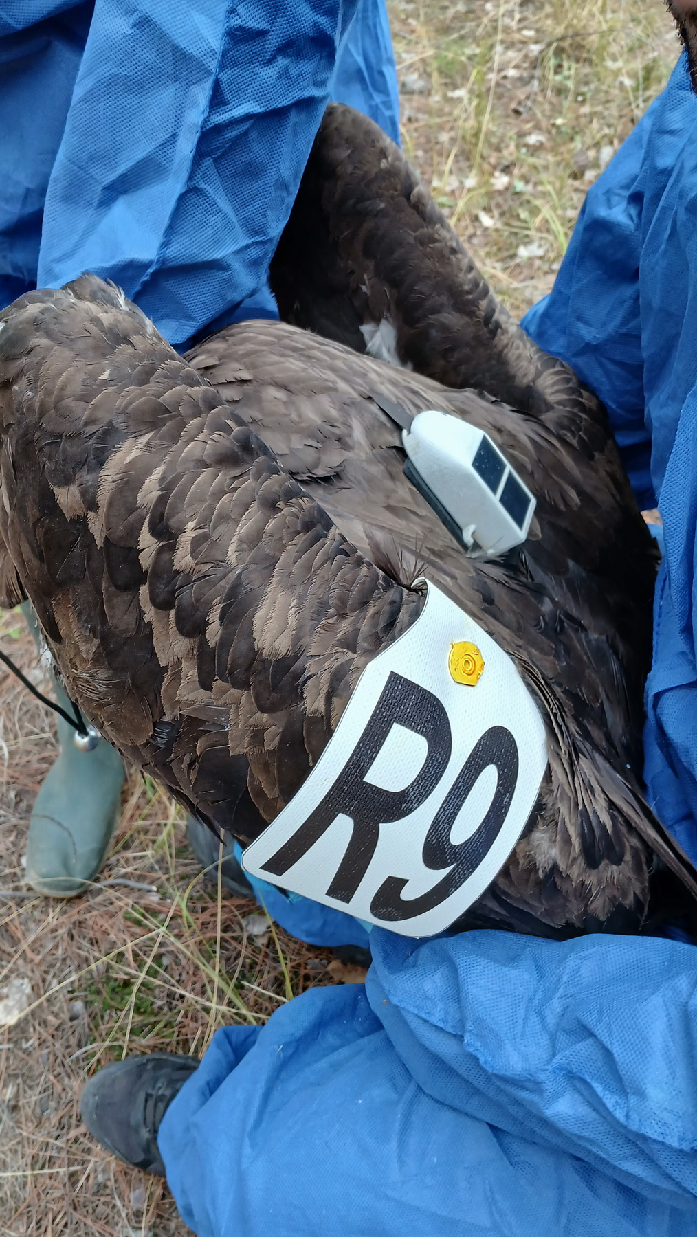 Τοποθέτηση πομπού σε Μαυρόγυπα Δαδιά_3