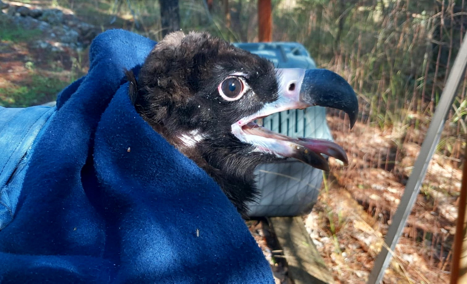 Τοποθέτηση πομπού σε Μαυρόγυπα_Δαδιά_1