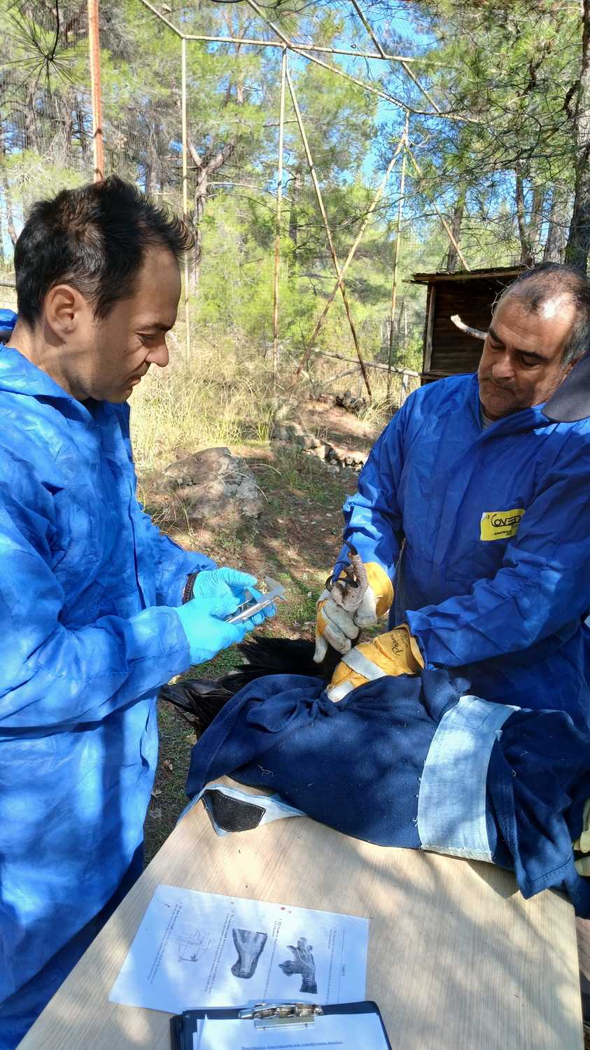 Τοποθέτηση πομπού σε Μαυρόγυπα_Δαδιά_2
