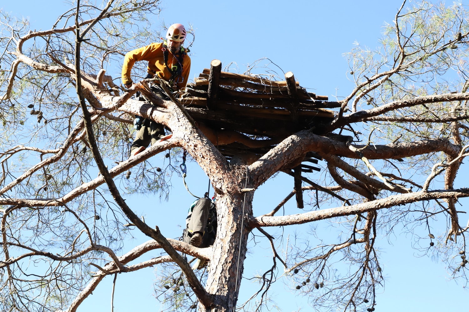 2. Κατασκευή φωλιάς Μαυρόγυπα