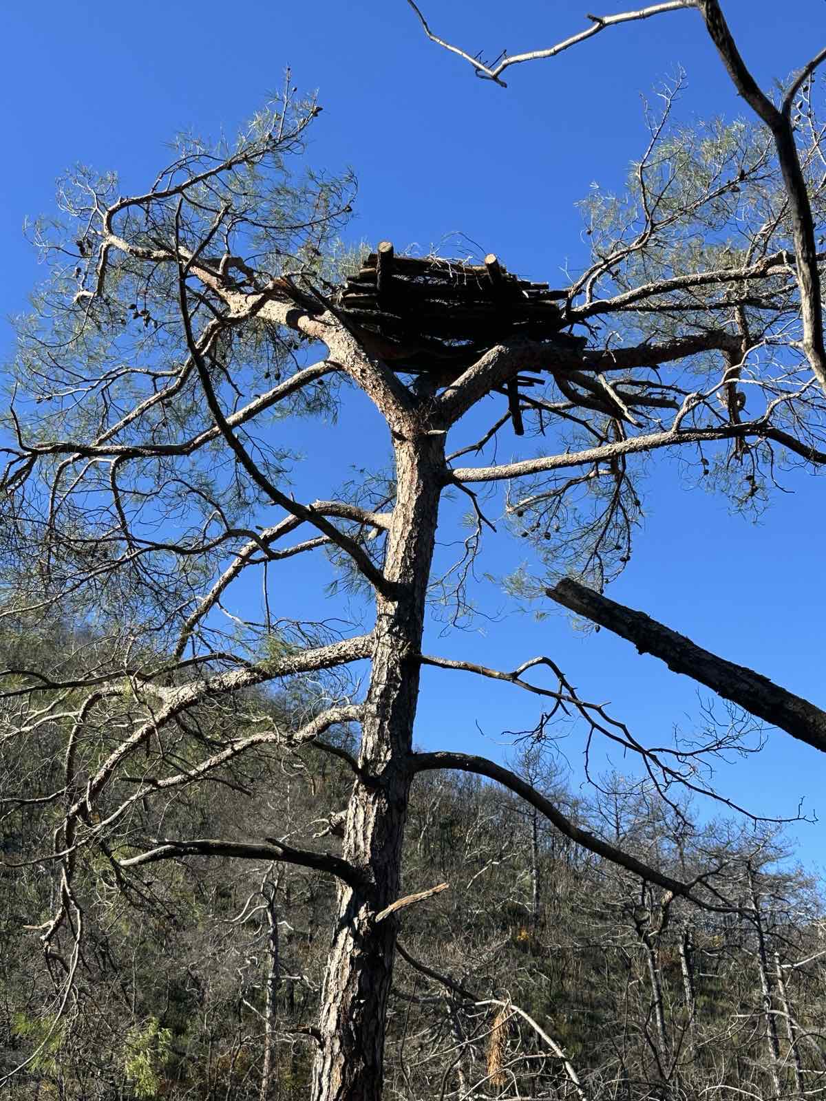 3. Τεχνητή φωλιά Μαυρόγυπα