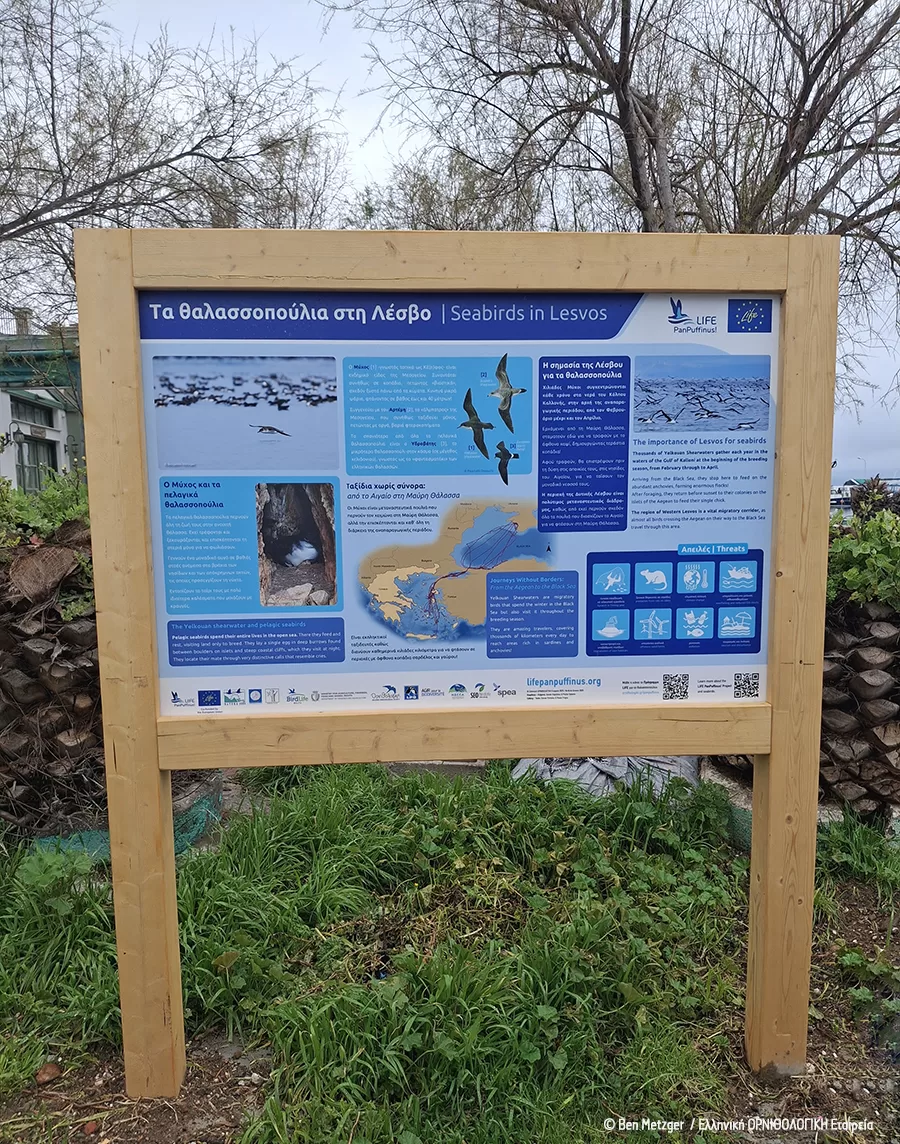 LIFE_PanPuffinus_Pinakida_Kalloni_BenMetzger_ORNITHOLOGIKI