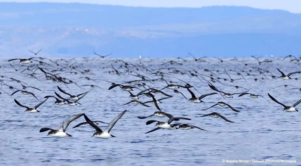 Puffinus_yelkouan_Lesvos_Ben_Metzger_ORNITHOLOGIKI