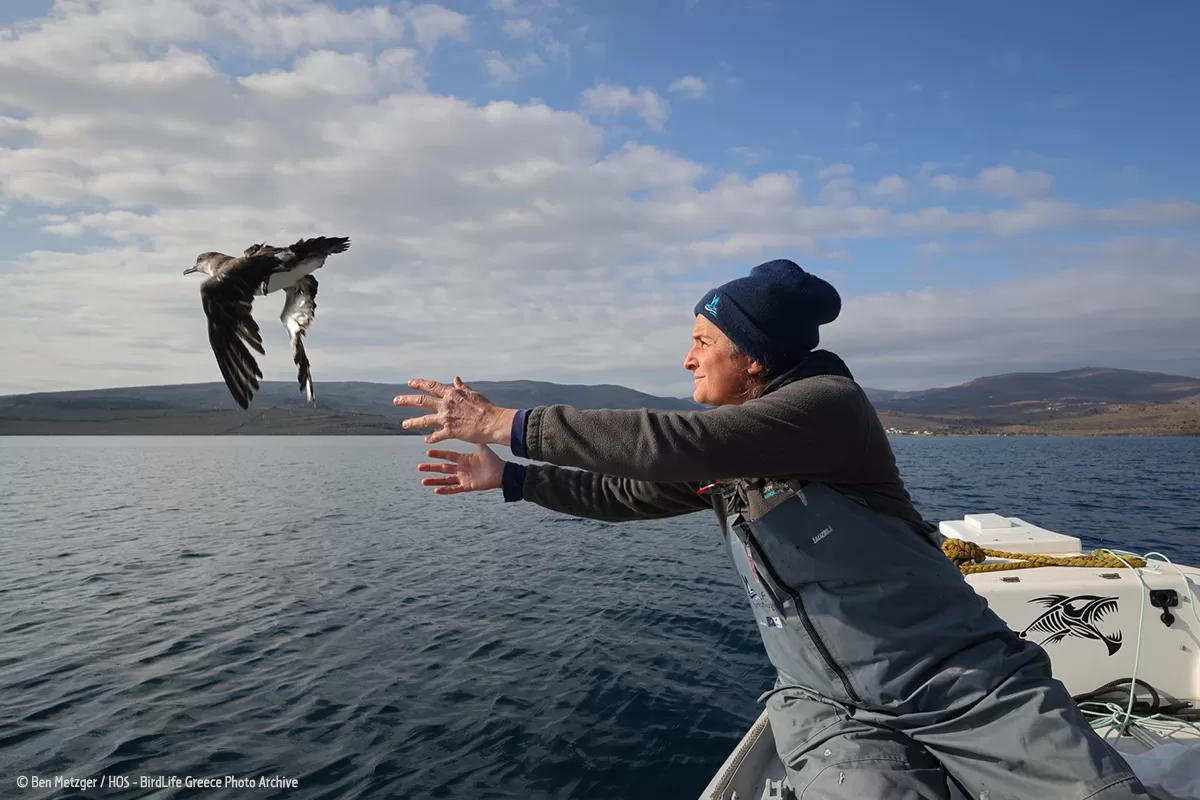 Tagging_Muxoi_Lesvos_Ben_Metzger_ORNITHOLOGIKI