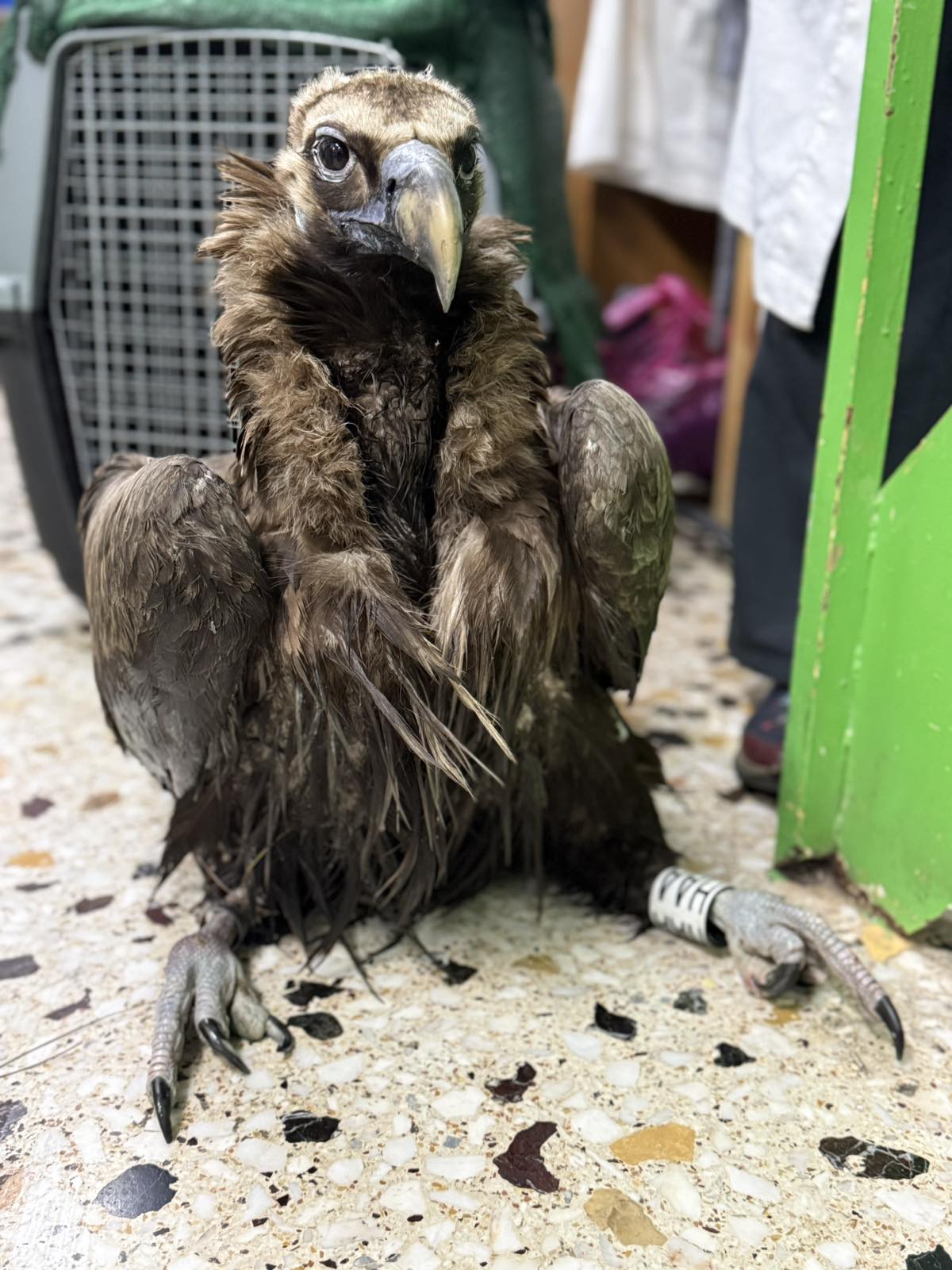 1. Μαυρόγυπας σε περίθαλψη