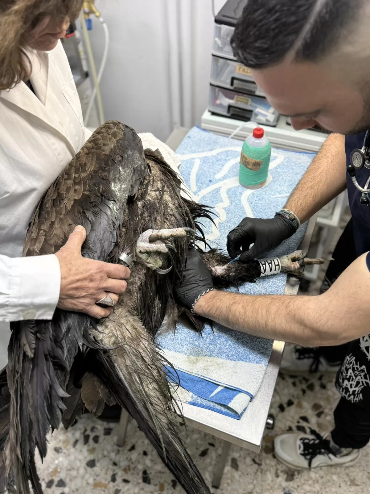 2. Μαυρόγυπας σε περίθαλψη