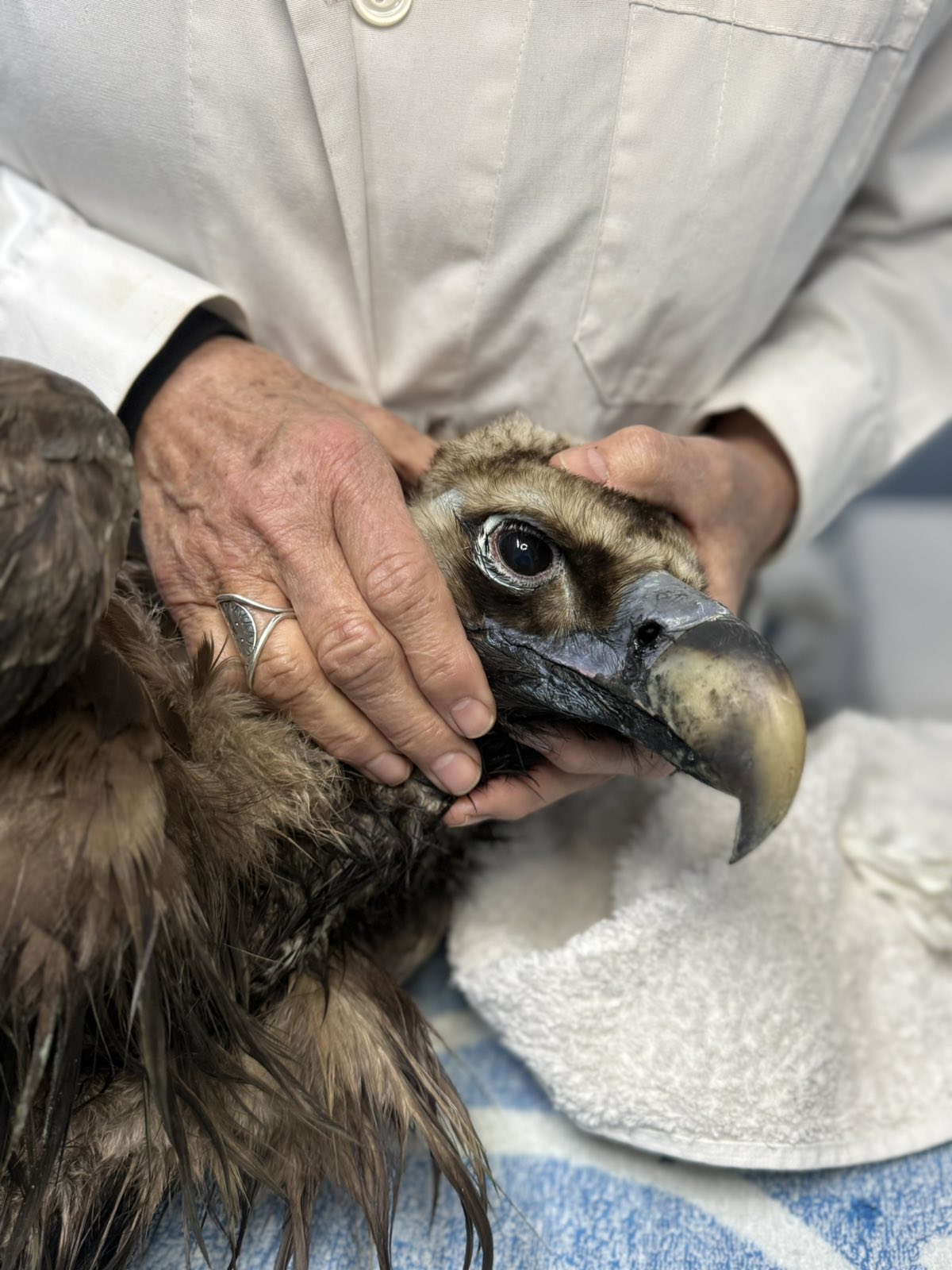 3. Μαυρόγυπας σε περίθαλψη