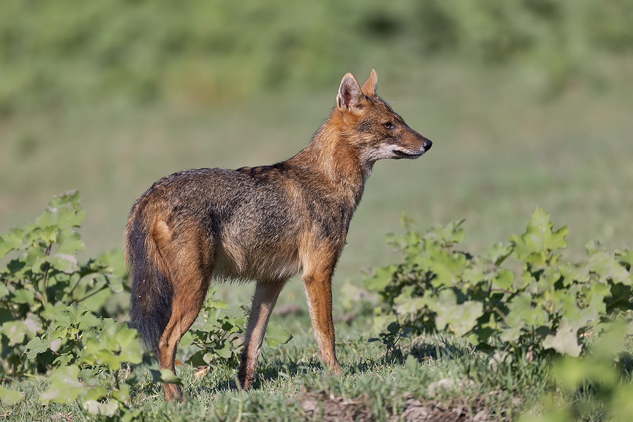 3. Τσακάλι - Φωτό Κώστας Παπαδόπουλος