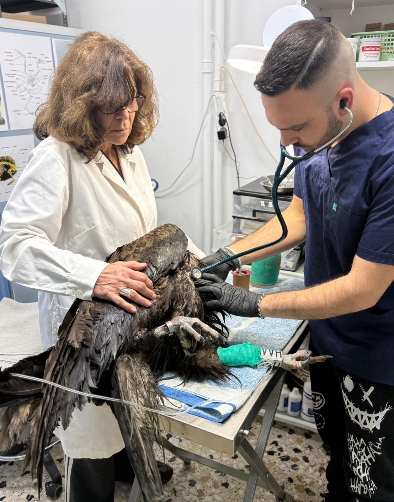 4. Μαυρόγυπας σε περίθαλψη