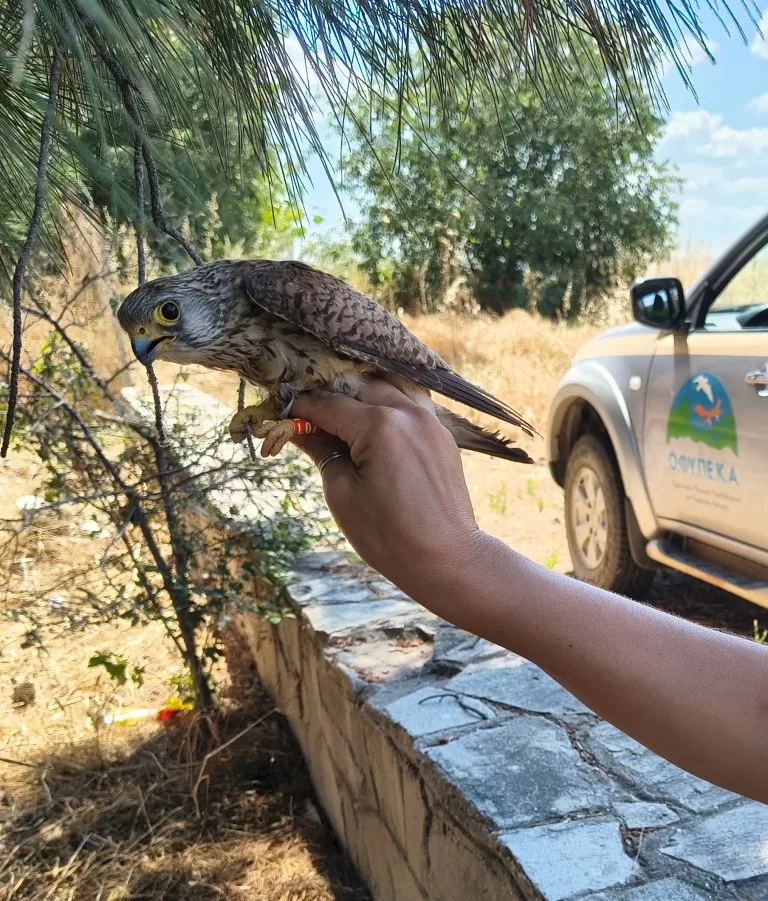 1. Κιρκινέζι_ Ευτέρπη Πατεστίνη