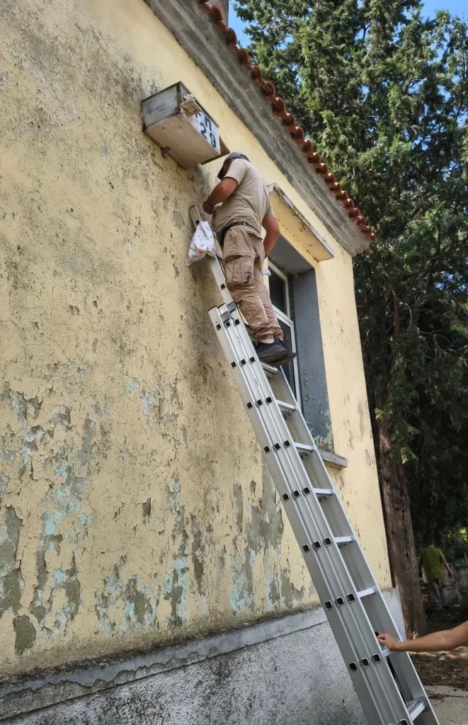 2. ΈΛεγχος Φωλιάς_ Ευτέρπη Πατεστίνη
